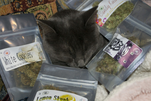 kushcaptaiin:  Sleepy kitty & some kush.