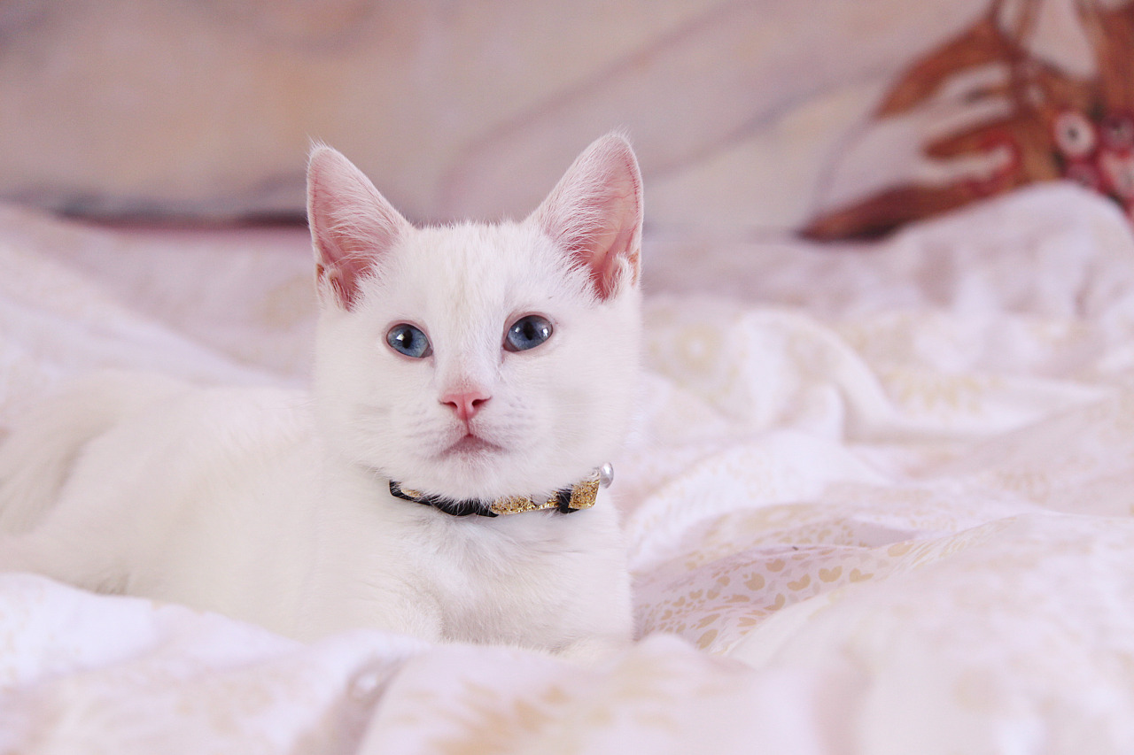 my pretty boy Meko getting snuggly on my bed ^_^