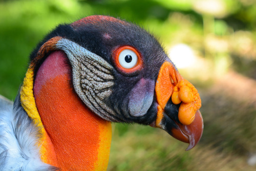 stackofturtles: end0skeletal: 1. Greater yellow-headed vulture2. Egyptian vulture3. Bearded vulture4