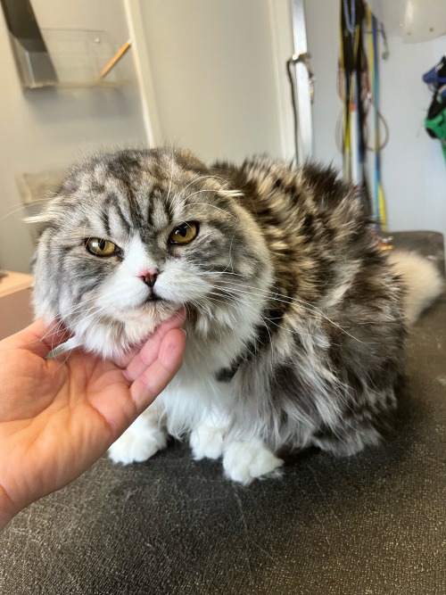 I Am So Obsessed With Scottish Folds! This Is The First Long Haired One I've Ever Seen In Real Life And