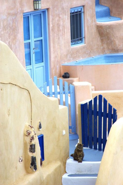 gemsofgreece:Santorini Cat & the Blue Gate, Greece | by Possum Inc.