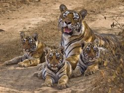 Dynasty (Tigress With Her Cubs)