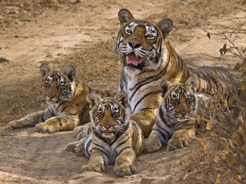 Dynasty (Tigress with her cubs)