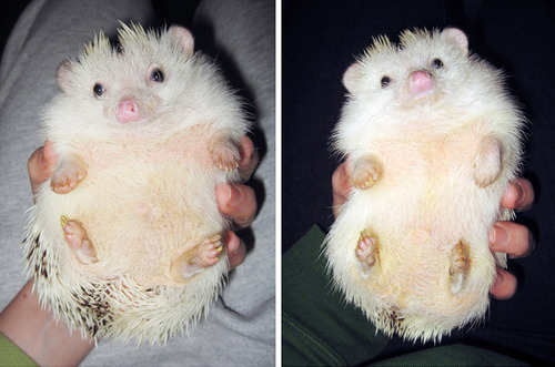Older pics of Loki from a while back when he was somewhere between 555-560 grams, compared to this w