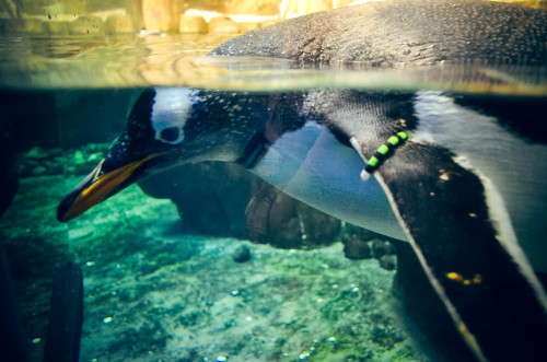 Biodôme - Espace pour la vie Sub-Antarctic Islands - Gentoo Penguin/ Mancot Papouhttp://espacepourla