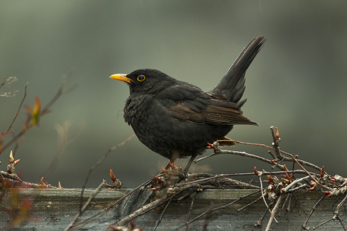 Common Blackbird (Turdus merula) >>by Francesco Veronesi