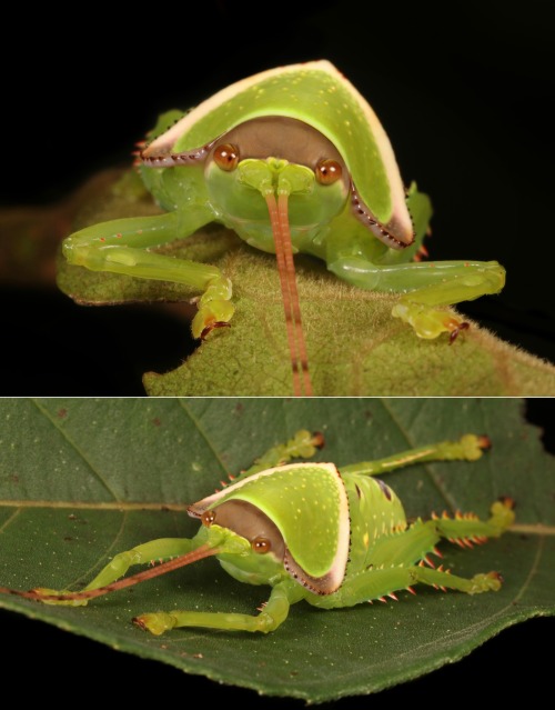 sinobug:MUGSHOT - Giant False Leaf Katydid Nymph (Pseudophyllus titan, Pseudophyllinae, Tettigoniida