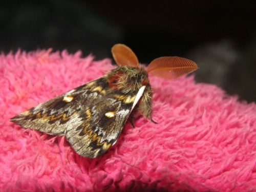 Male Chilean Silkmoths, Ormiscodes Schmidtnielseni, Saturniidae