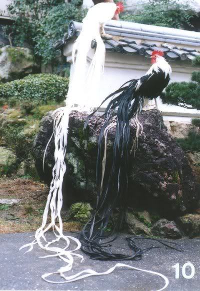 archiemcphee:  Check out the awesomely long tails on these roosters! These regal specimens are Onagadori or “Long-tailed” chickens. They’re a breed of chicken from the Kōchi Prefecture of Japan who evolved from common domestic chickens who mated