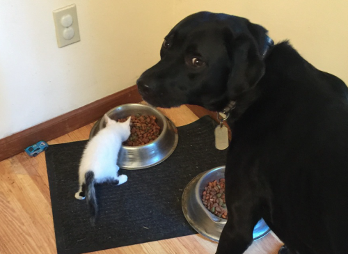 catsbeaversandducks:  “This is my life now.” Photo by jonato0801 