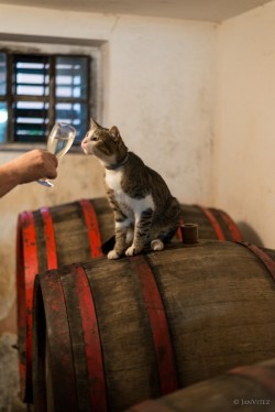 morethanphotography:  Wine cat by JVitez 