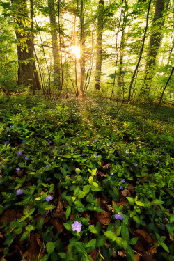 sublim-ature:  Forest Secrets by Stefan Hefele 