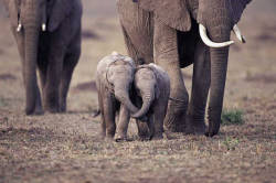 sixpenceee:Two babies walking together by tangling their trunks. Source: shahrogersphotography.com