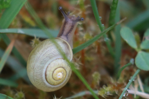 Land snails/snäckor.