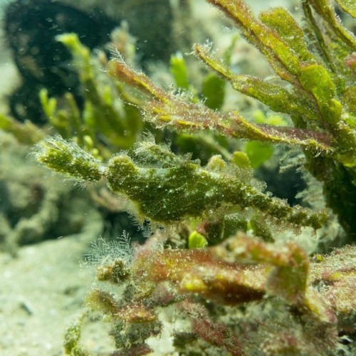 Robust #ghostpipefish float near motionlessly, with their mouths facing downwards, looking very simi