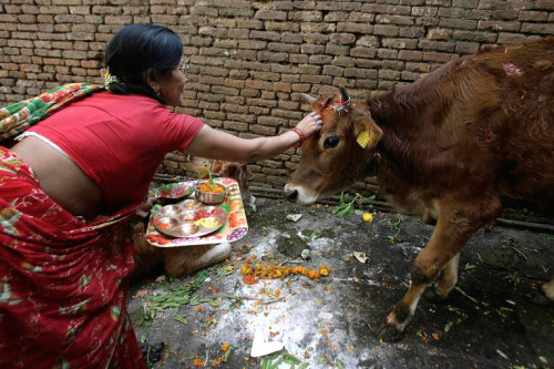 nubbsgalore:following yesterday’s kukur puja (featured here) is today’s gai tihar, the third day of 