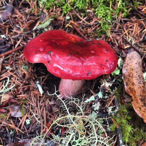 steepravine:It’s so foggy there is enough moisture for some mushrooms on the ridges!