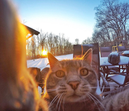 selfie cat lol XD