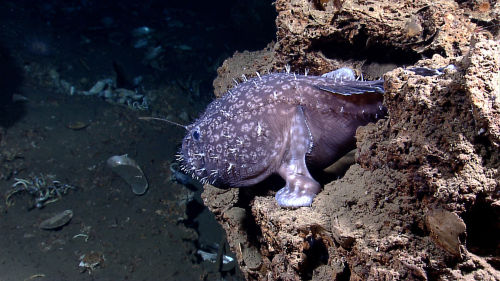 realmonstrosities: Deep Sea Goosefish (Sladenia) are anglerfish from the deep sea who lack the furio