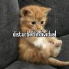 dykefagsupreme:dykefagsupreme:favorite genre of cat is those skrinkled little orange