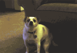doggykittyeverywhere:    MimiPets blog &gt;3   