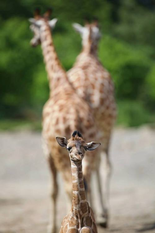 earth-song:A giraffe usually sleeps for only 1 - 12 minutes!Sourcephoto by ZooBorns