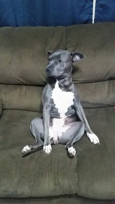 Kiryuujoshua:  Handsomedogs:  Our Pit Bull Zelda Likes To Sit Like A Person On The