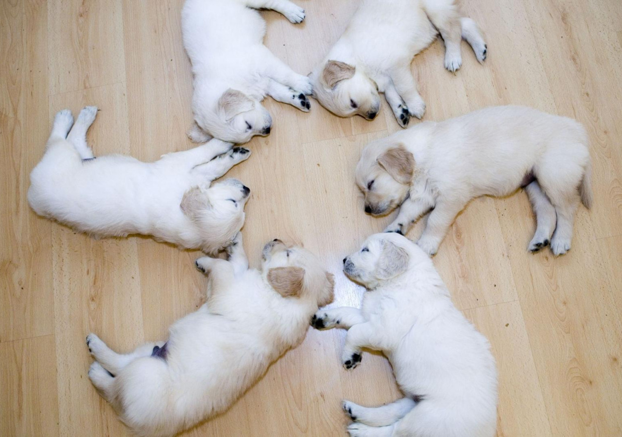 animal-factbook:  Puppies must sleep in a wheel formation for the first six months