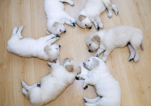 XXX animal-factbook:  Puppies must sleep in a photo