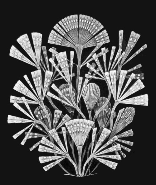 Ernst Haeckel - Licmophora flabellata