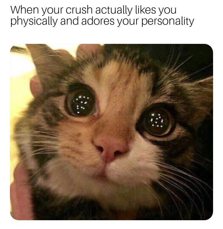 stuffedbellymemes:  Feedism+ this = Big Mood  