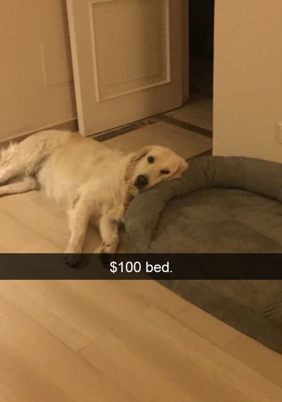 onyourleftbooob:  dogs and snapchat    We don’t deserve dogs ❤️😂