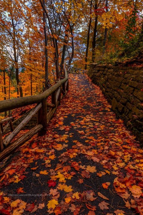 earthanthem:  (via Pinterest)   Autumn Colours