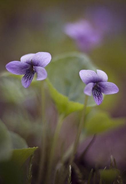 cuiledhwenofthegreenforest: Marsh Violet by natans on Flickr           &nbs