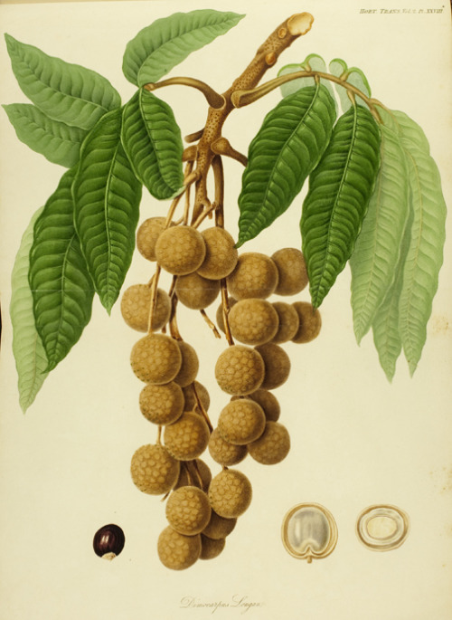 Long-Yen - Longan fruit, (Dimocarpus Longan), 1812. Soapberry family, to which the lychee also belon