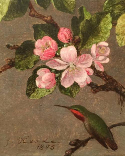 florealegiardini:Hummingbird and Apple Blossoms, c. 1875.