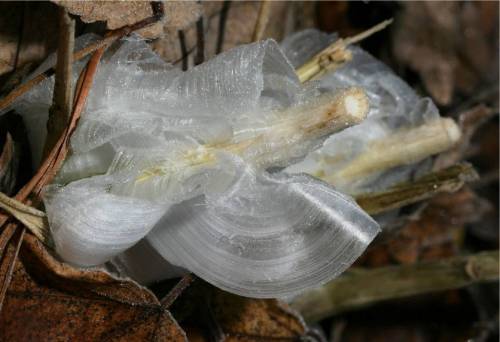 littlekiwifrog: Something cool I learned about a while ago for sixpenceee since she requested more sciencey things in her tag! Frost Flowers A product of wind, plants, and the perfect weather conditions, frost flowers are delicate formations of wispy