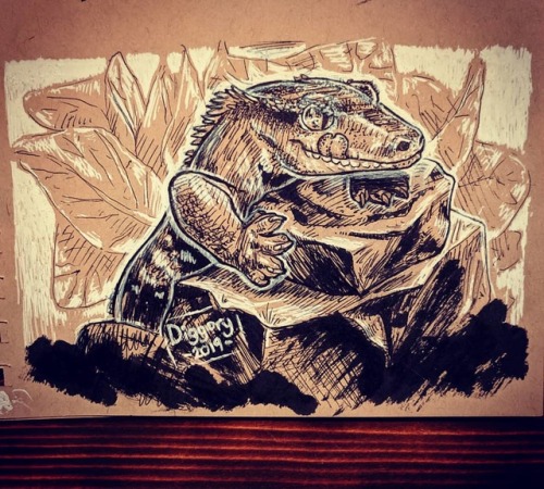 Booger! #mypets #crestedgecko #boogerthecrestie #inking #illustration #drawing #petsofinstagram #rep