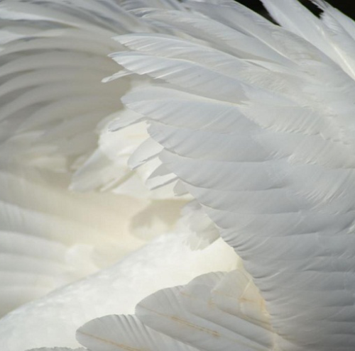 cherrywinegf:feathers are so dreamy