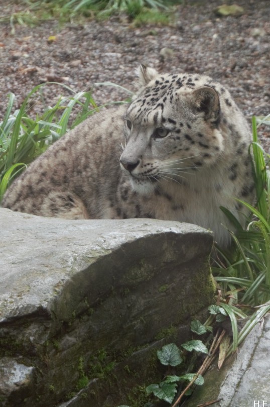 Snow Leopards, Lakeland Wildlife Oasis.