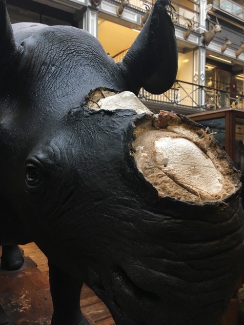 specios:Taxidermy of a black rhinoceros (Diceros bicornis) from the Dublin Natural History Museum. T