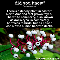 did-you-kno:  There’s a deadly plant in