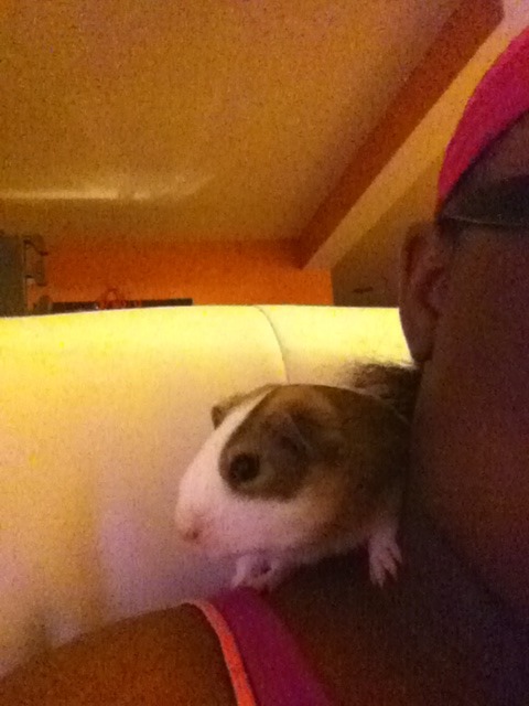 So yesterday I asked my mommy 4 a guinea pig an 2day I got him everyone meet Charlie