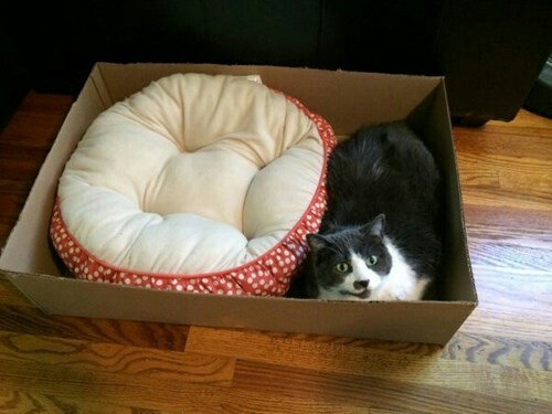 0-mally:  geekinthebreeze:  I’m sure this makes sense if you are a cat.  It does