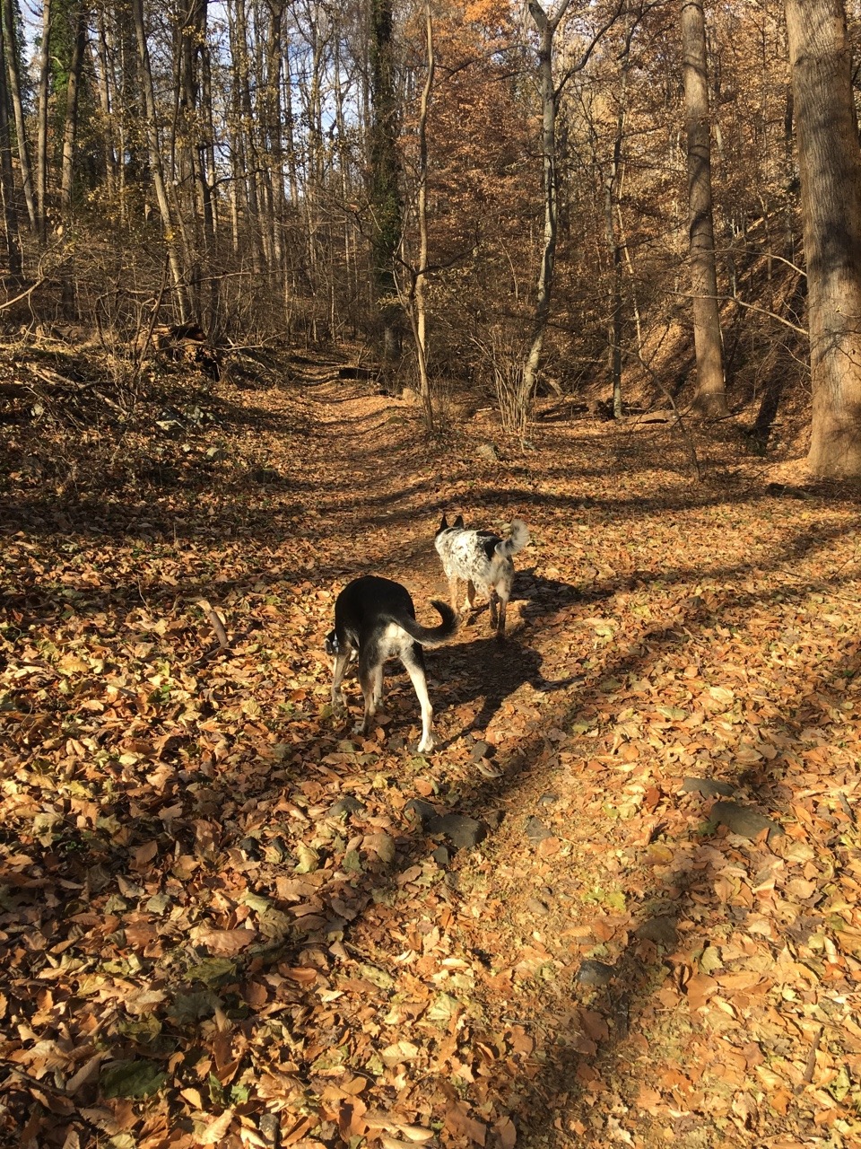 camdamage: camdamage:  Real good hike with the boys today ❤️❤️  How are we