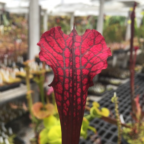 The color of this Sarracenia x &lsquo;Dana&rsquo;s Delight&rsquo; is positively electric