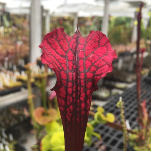 The color of this Sarracenia x ‘Dana’s Delight’ is positively electric!