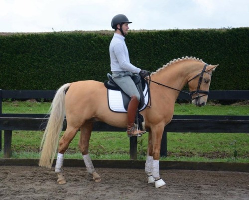 theshrinkonhorseback: twentysomethingandthriving:  theshrinkonhorseback:  german-riding-pony-a-day: 