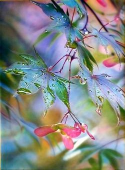 chasingrainbowsforever:  Maple Leaves and Seed Pods 