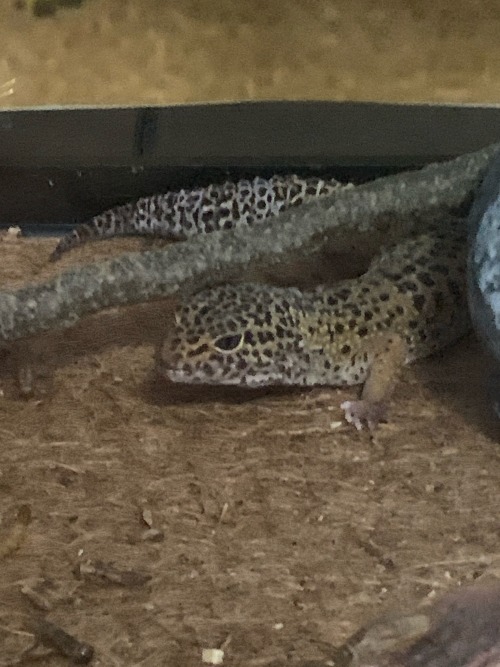 Say Hi To My Babies!!! The Gecko Is Named Alex And The Cat Smokey.